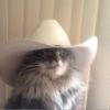 53b278 cat with cowboy hat